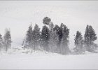 3.Stand of coniferss.jpg : Hayden Valley, USA Yellowstone Montana Wyoming Idaho winter